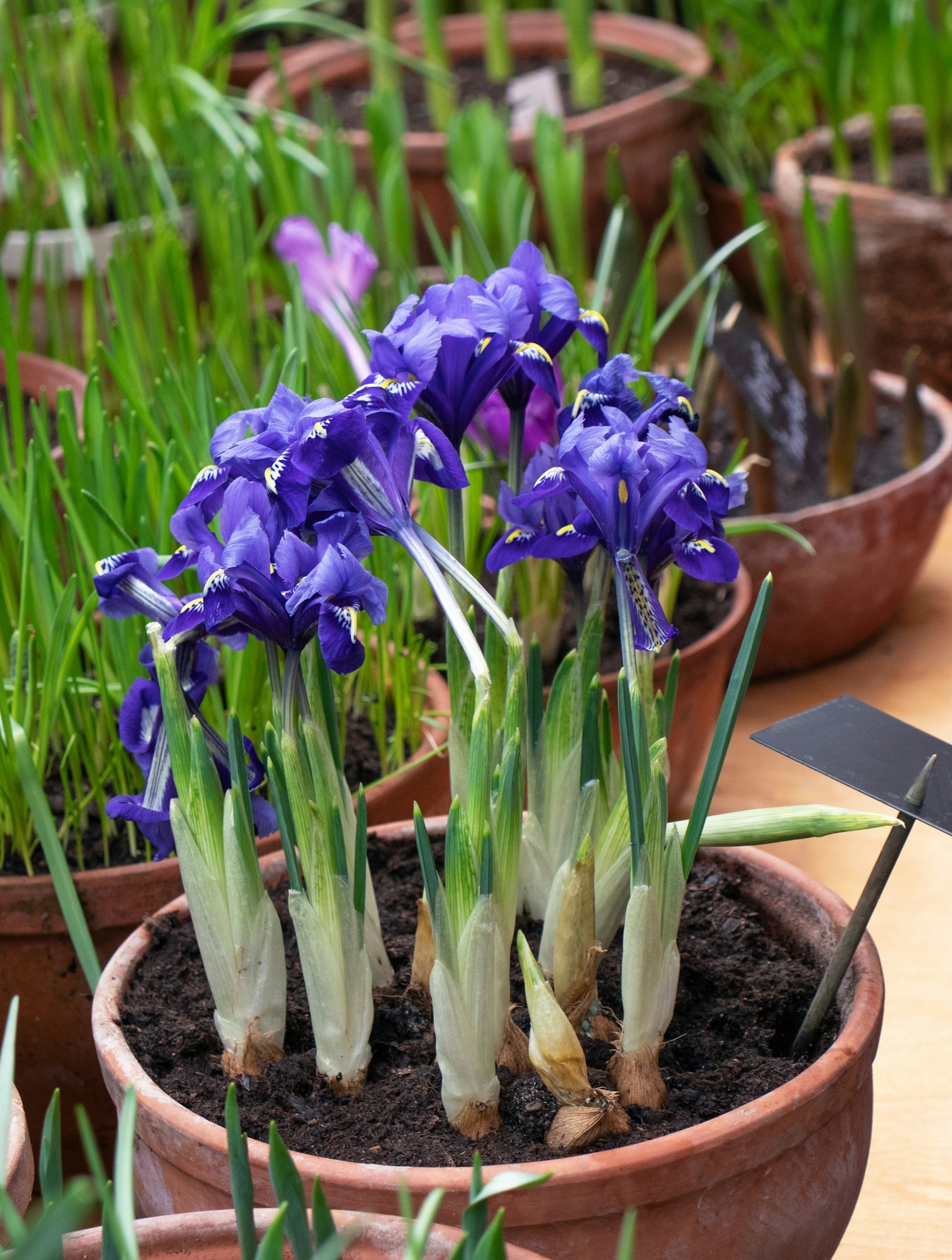 iris flowers in a pot