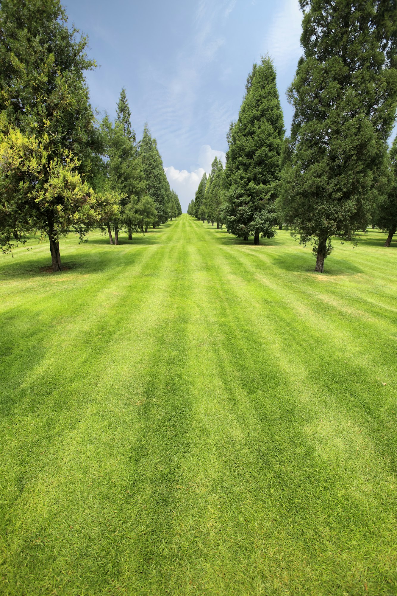 Lawn and Landscape Plants