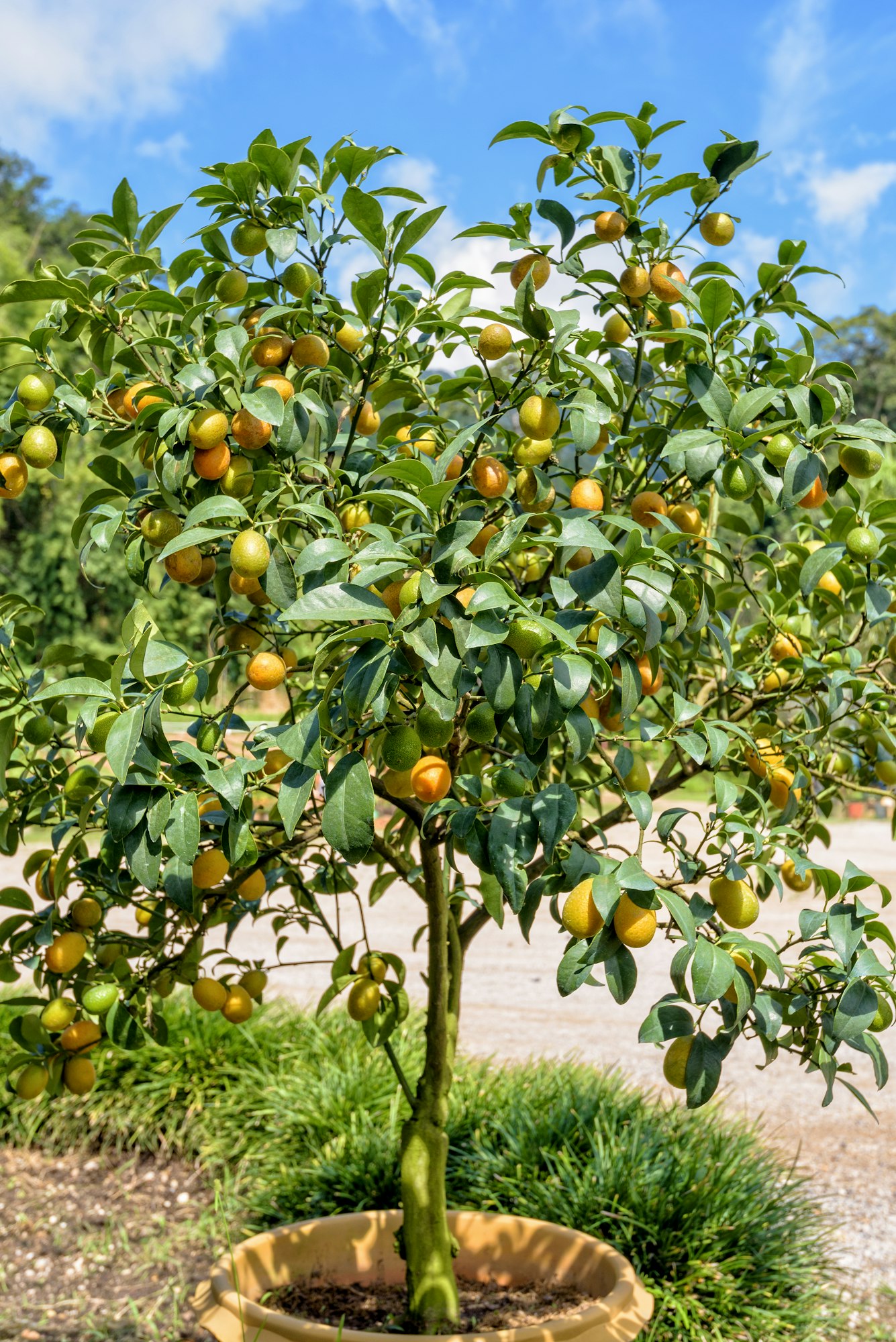 Herbs and Fruit Trees for Zone 6