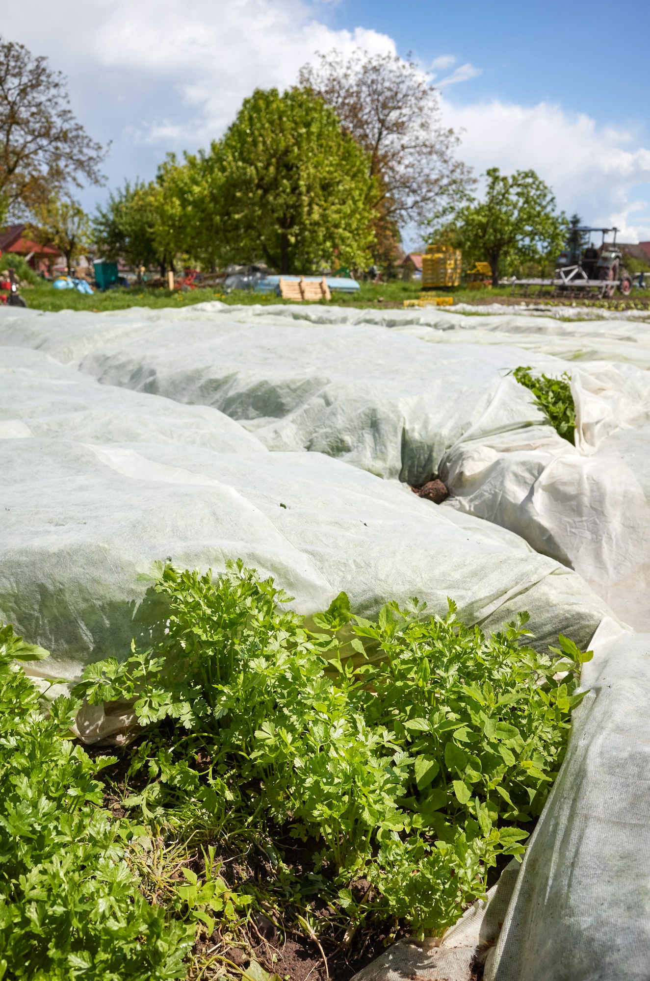 Organic vegetable farm with nonwoven agrotextile covering plants.