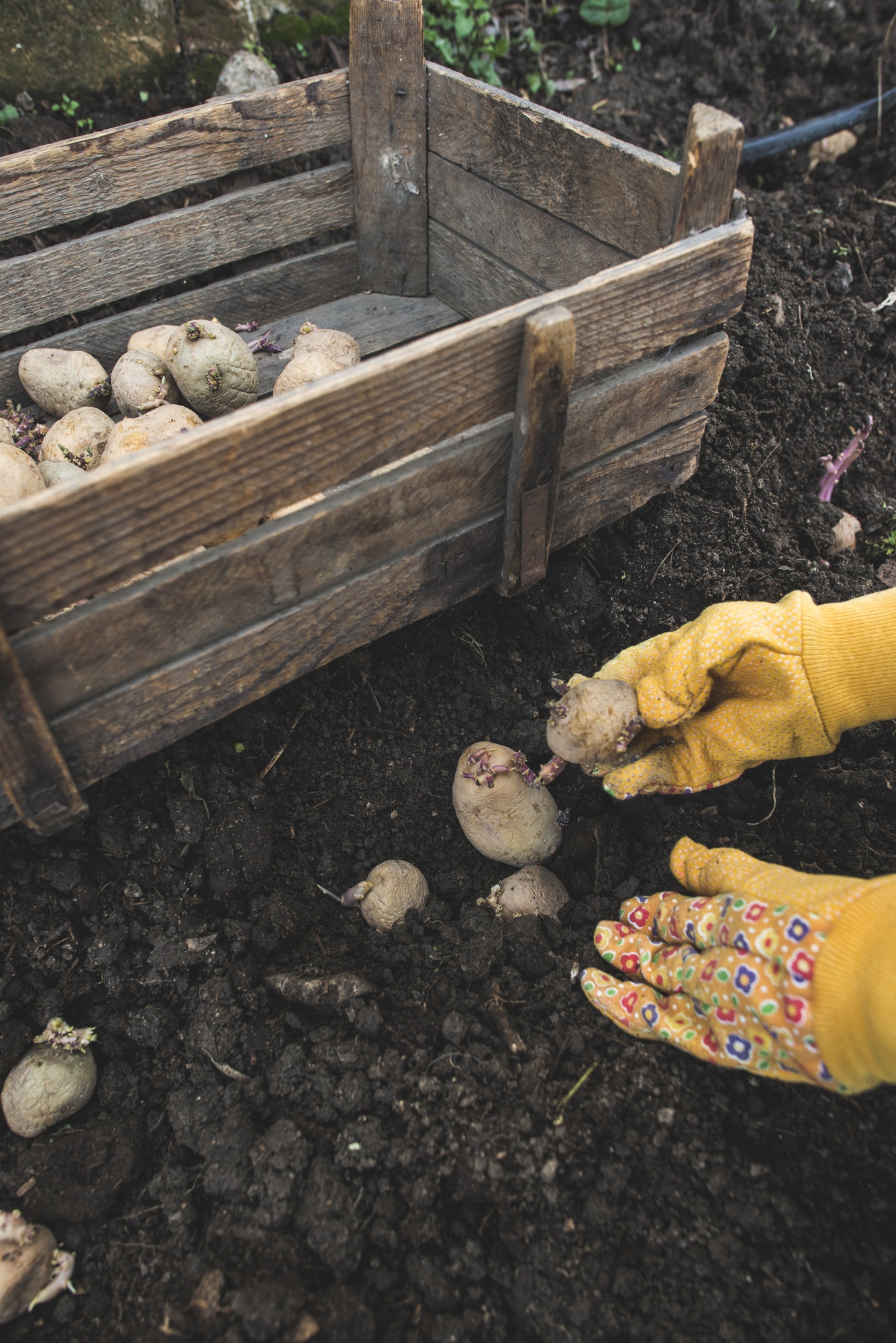 Choose the Right Seed Potatoes In the realm of potato cultivation, the magic isn't confined to the seed and soil alone. Nature offers an array of natural substances that can serve as catalysts, propelling your spuds into a sprouting frenzy. Let's introduce these natural boosters and enhancers and uncover their potential to accelerate the sprouting process. A. Introduction to Natural Substances that Stimulate Sprouting Nature's Toolbox: Aspirin: Believe it or not, a humble aspirin tablet can do wonders for sprouting. Crush a tablet and dissolve it in water before watering your potatoes. The salicylic acid in aspirin acts as a growth stimulant, encouraging sprout development. Seaweed Extracts: Rich in micronutrients and growth-promoting hormones, seaweed extracts are like a power smoothie for your potatoes. Applying seaweed extract to the soil can enhance root development and overall plant health, leading to faster and healthier sprouting. Fish Emulsion: This fish-derived fertilizer is a potent source of nitrogen, phosphorus, and potassium. When applied to the soil, fish emulsion provides an organic nutrient boost, creating favorable conditions for robust sprouting. Epsom Salt: A magnesium-rich solution like Epsom salt can be a game-changer for your potatoes. Magnesium is a crucial element for photosynthesis and overall plant growth. Spraying a diluted Epsom salt solution on your potato plants can promote vigorous sprouting. Molasses: A sweet treat for your spuds, molasses serves as a natural source of carbohydrates and minerals. When added to the soil, molasses encourages the growth of beneficial microbes, fostering a healthy environment for sprouting. Natural Boosters and Enhancers In the realm of potato cultivation, the magic isn't confined to the seed and soil alone. Nature offers an array of natural substances that can serve as catalysts, propelling your spuds into a sprouting frenzy. Let's introduce these natural boosters and enhancers and uncover their potential to accelerate the sprouting process. A. Introduction to Natural Substances that Stimulate Sprouting Nature's Toolbox: Aspirin: Believe it or not, a humble aspirin tablet can do wonders for sprouting. Crush a tablet and dissolve it in water before watering your potatoes. The salicylic acid in aspirin acts as a growth stimulant, encouraging sprout development. Seaweed Extracts: Rich in micronutrients and growth-promoting hormones, seaweed extracts are like a power smoothie for your potatoes. Applying seaweed extract to the soil can enhance root development and overall plant health, leading to faster and healthier sprouting. Fish Emulsion: This fish-derived fertilizer is a potent source of nitrogen, phosphorus, and potassium. When applied to the soil, fish emulsion provides an organic nutrient boost, creating favorable conditions for robust sprouting. Epsom Salt: A magnesium-rich solution like Epsom salt can be a game-changer for your potatoes. Magnesium is a crucial element for photosynthesis and overall plant growth. Spraying a diluted Epsom salt solution on your potato plants can promote vigorous sprouting. Molasses: A sweet treat for your spuds, molasses serves as a natural source of carbohydrates and minerals. When added to the soil, molasses encourages the growth of beneficial microbes, fostering a healthy environment for sprouting. These natural substances are like the cheerleaders on the sidelines, rooting for your potatoes to sprout with gusto. In the upcoming sections, we'll explore the practical application of these boosters, ensuring you have the knowledge to implement them effectively in your potato patch. Get ready to unleash the power of nature for accelerated sprouting!
