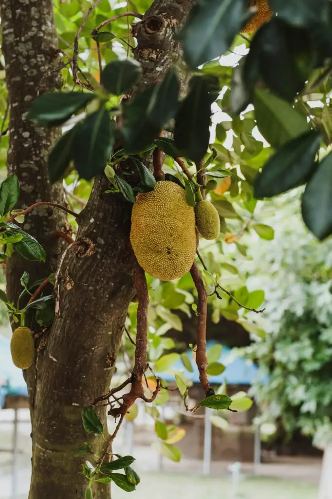 Advantages of Growing Fruit Trees in Greenhouses