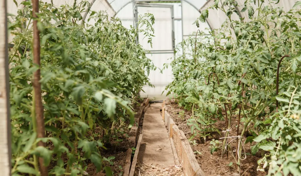 Can You Grow Vegetables In A Greenhouse During Winter?