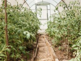 Can You Grow Vegetables In A Greenhouse During Winter?