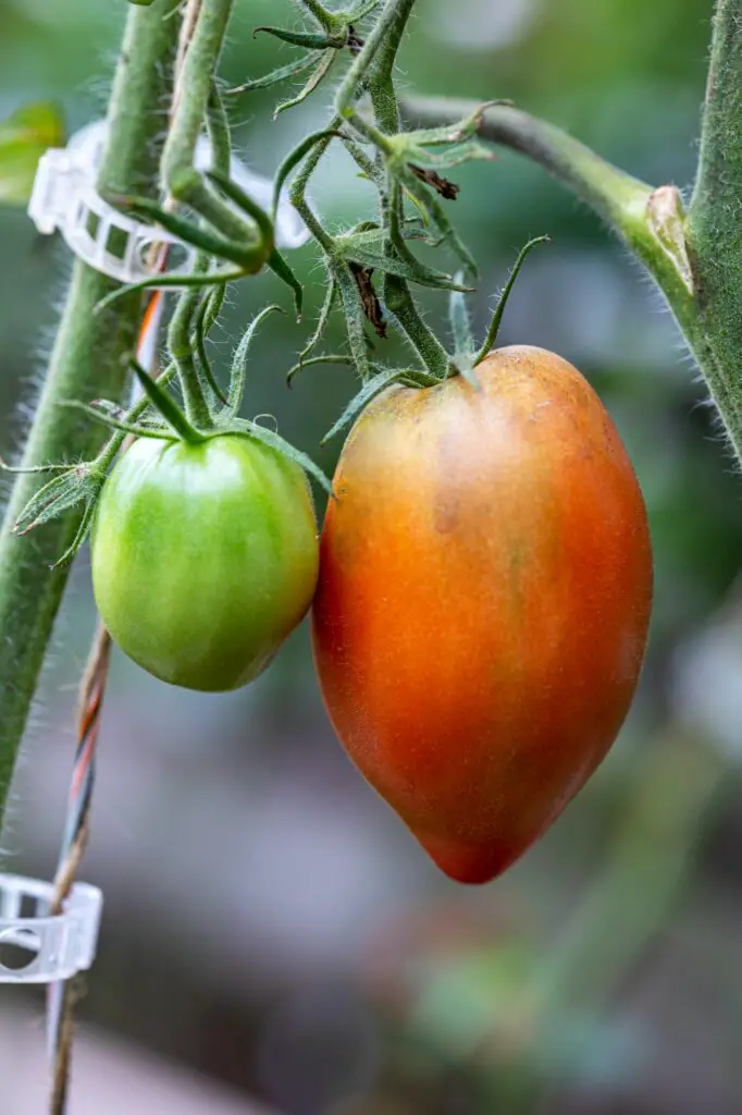 Step-by-Step Guide to Planting Sprouting Tomatoes