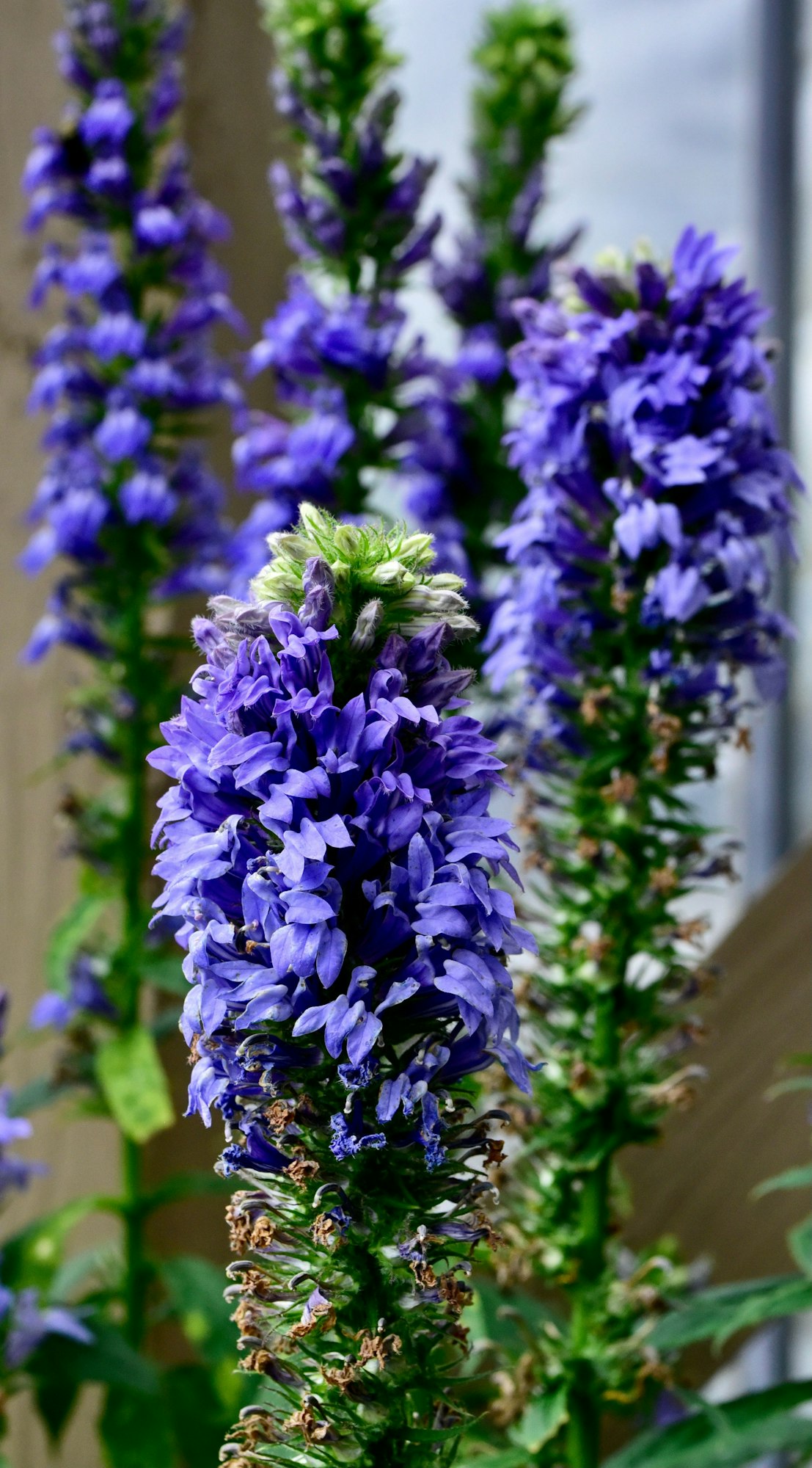 Blue Lobelia floral plants