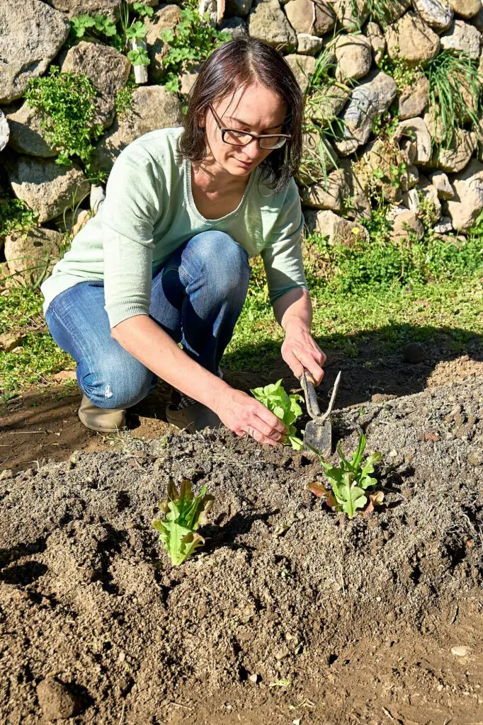 Transplanting Seedlings Outdoors