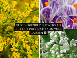 Bee-Friendly Flowers to Support Pollinators in Your Garden
