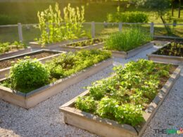 Common Mistakes to Avoid with Raised Garden Beds