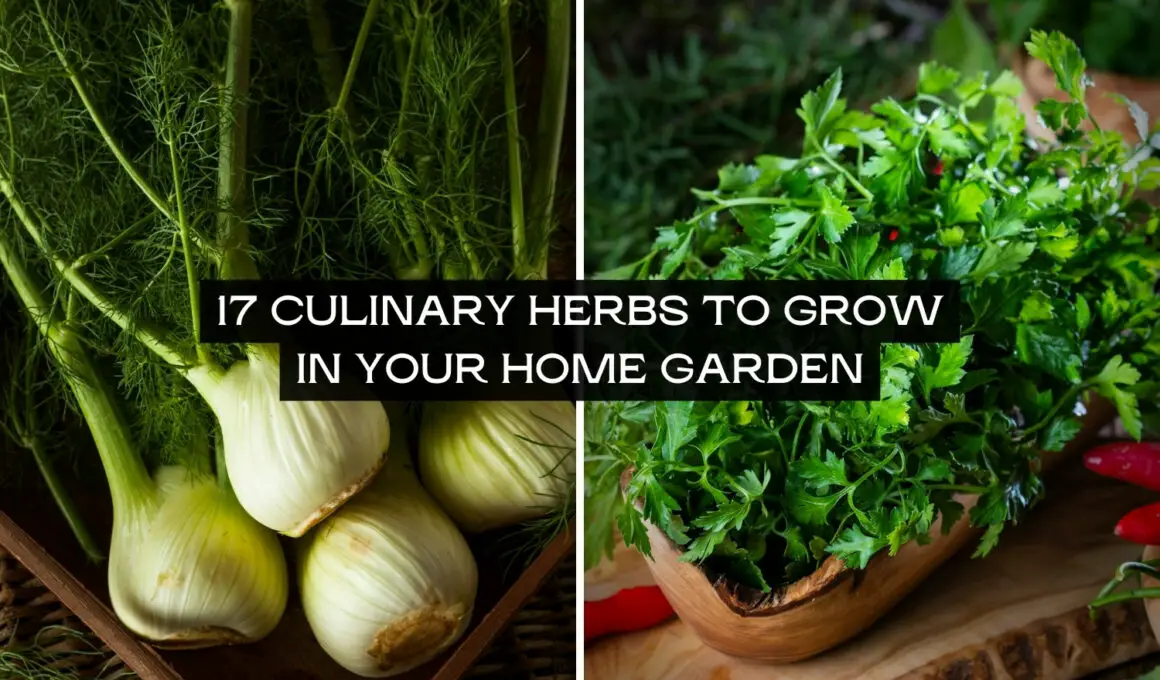 Culinary Herbs to Grow In Your Home Garden
