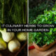 Culinary Herbs to Grow In Your Home Garden