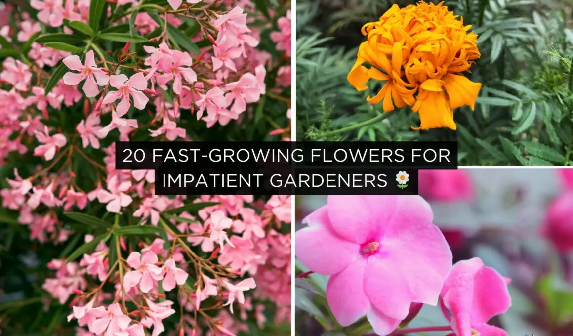 20 Fast-Growing Flowers for Impatient Gardeners