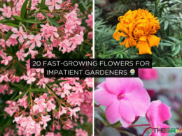 20 Fast-Growing Flowers for Impatient Gardeners