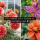 16 Flowers That Bloom All Summer Long