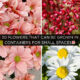 30 Flowers That Can Be Grown in Containers for Small Spaces