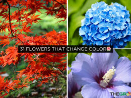 31 Flowers That Change Color