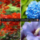 31 Flowers That Change Color