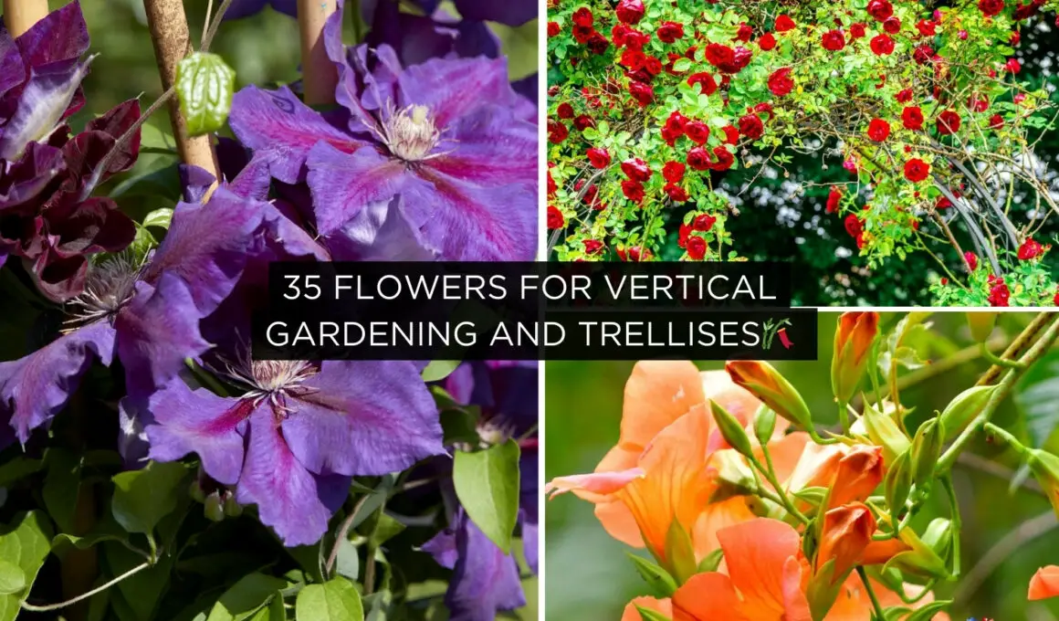 35 Flowers for Vertical Gardening and Trellises