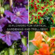 35 Flowers for Vertical Gardening and Trellises