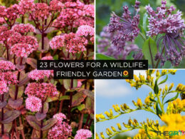 Flowers for a Wildlife-Friendly Garden