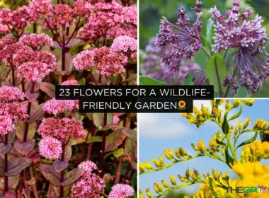 Flowers for a Wildlife-Friendly Garden