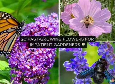 Flowers to Attract Hummingbirds, Bees, and Butterflies