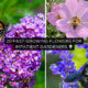 Flowers to Attract Hummingbirds, Bees, and Butterflies