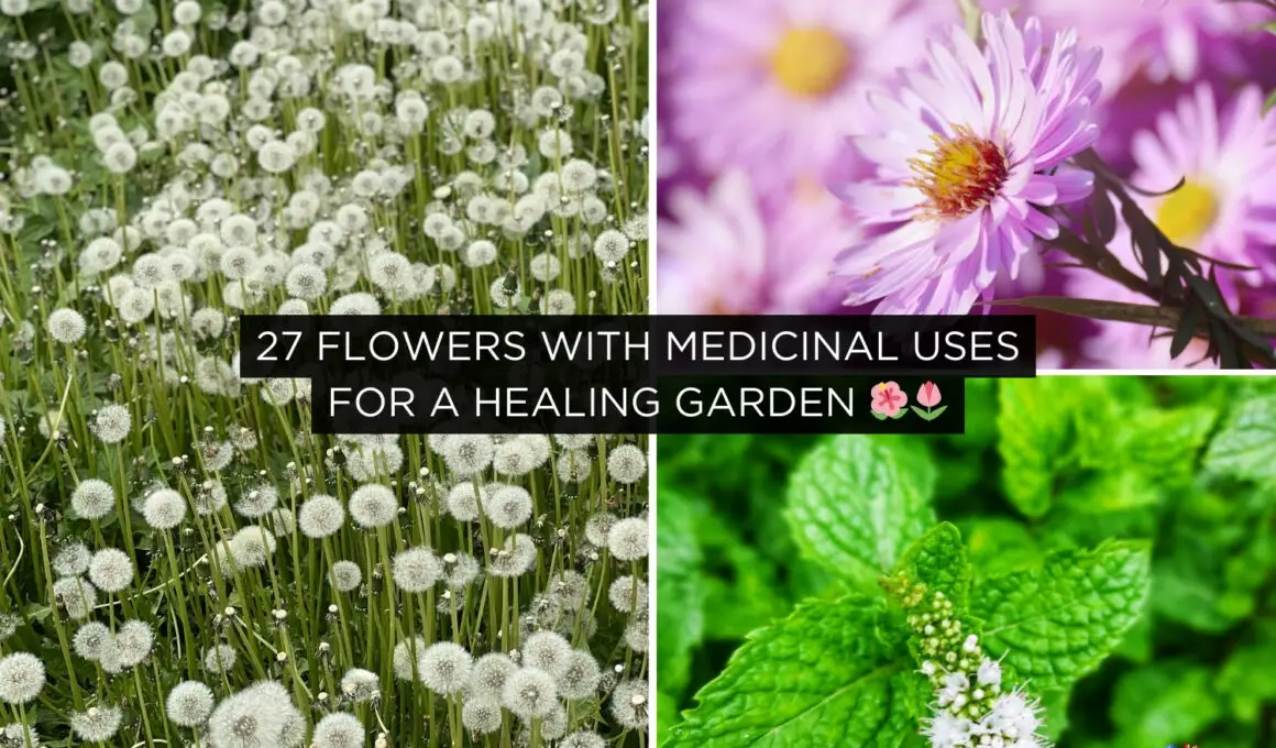 Flowers with Medicinal Uses for a Healing Garden