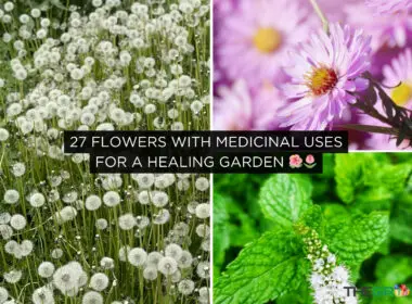 Flowers with Medicinal Uses for a Healing Garden