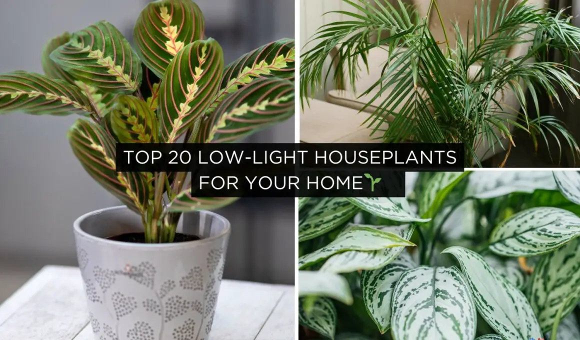 Top 20 Low-Light Houseplants for Your Home