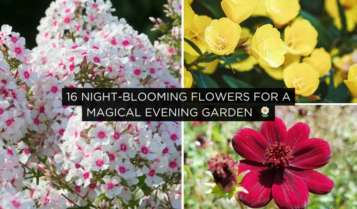 Night-Blooming Flowers for a Magical Evening Garden