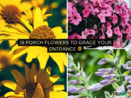 19 Porch Flowers to Grace Your Entrance