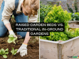Raised Garden Beds vs. Traditional In-Ground Gardens