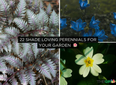 Shade Loving Perennials For Your Garden