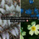 Shade Loving Perennials For Your Garden
