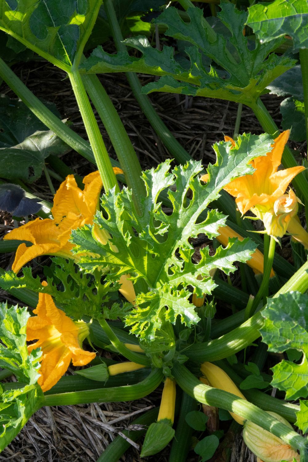 Squash flowering and pollination