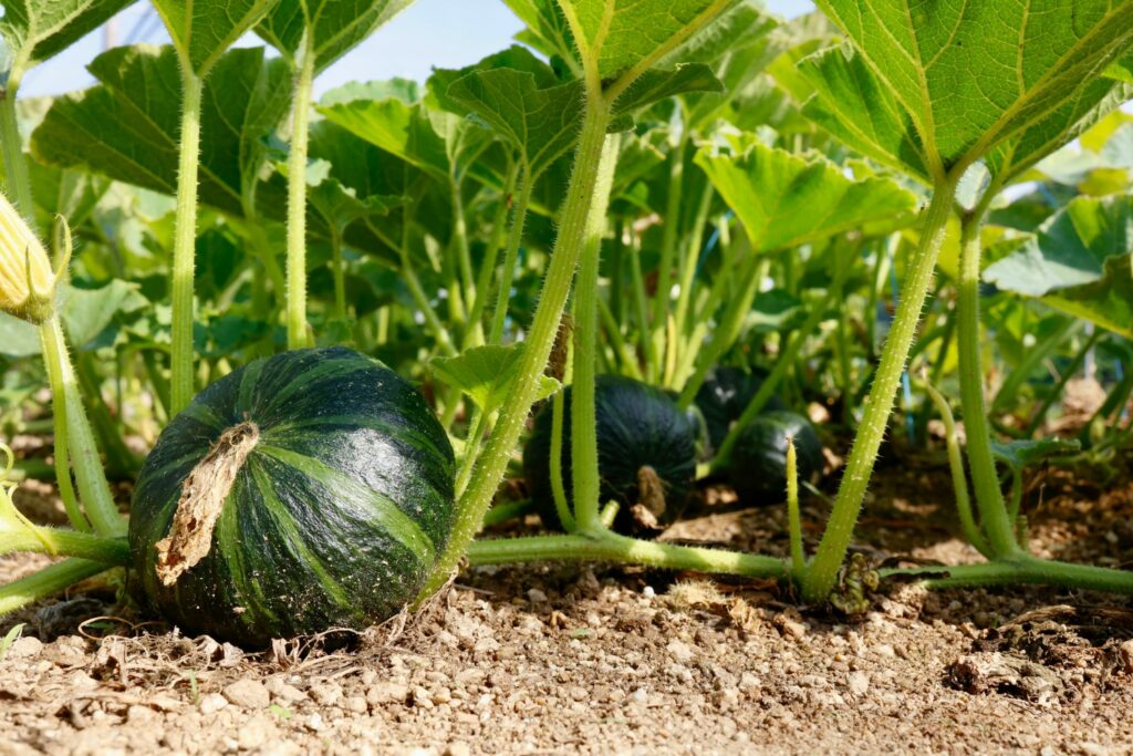 Summer Squash Growth Stages & Timelines (With Pictures)