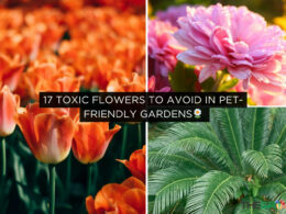 Toxic Flowers to Avoid in Pet-Friendly Gardens