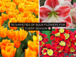 Varieties of Bulb Flowers for Every Season