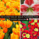 Varieties of Bulb Flowers for Every Season
