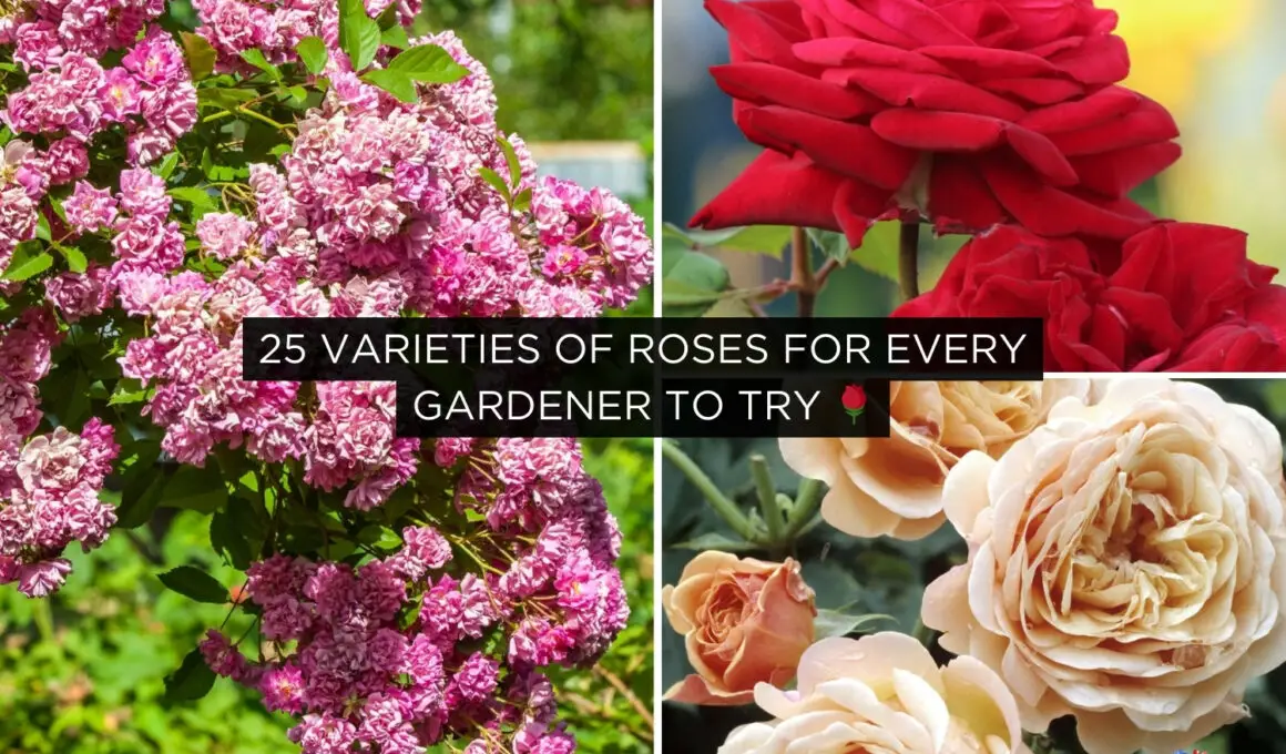 Varieties of Roses for Every Gardener to Try