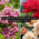 Varieties of Roses for Every Gardener to Try