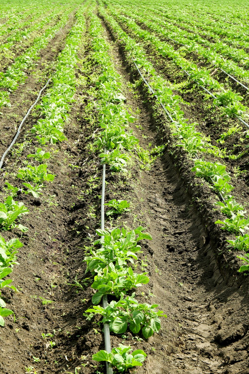 Potato Vegetative Growth