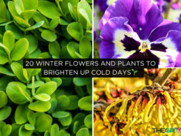 Winter Flowers and Plants to Brighten Up Cold Days