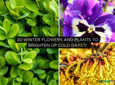 Winter Flowers and Plants to Brighten Up Cold Days