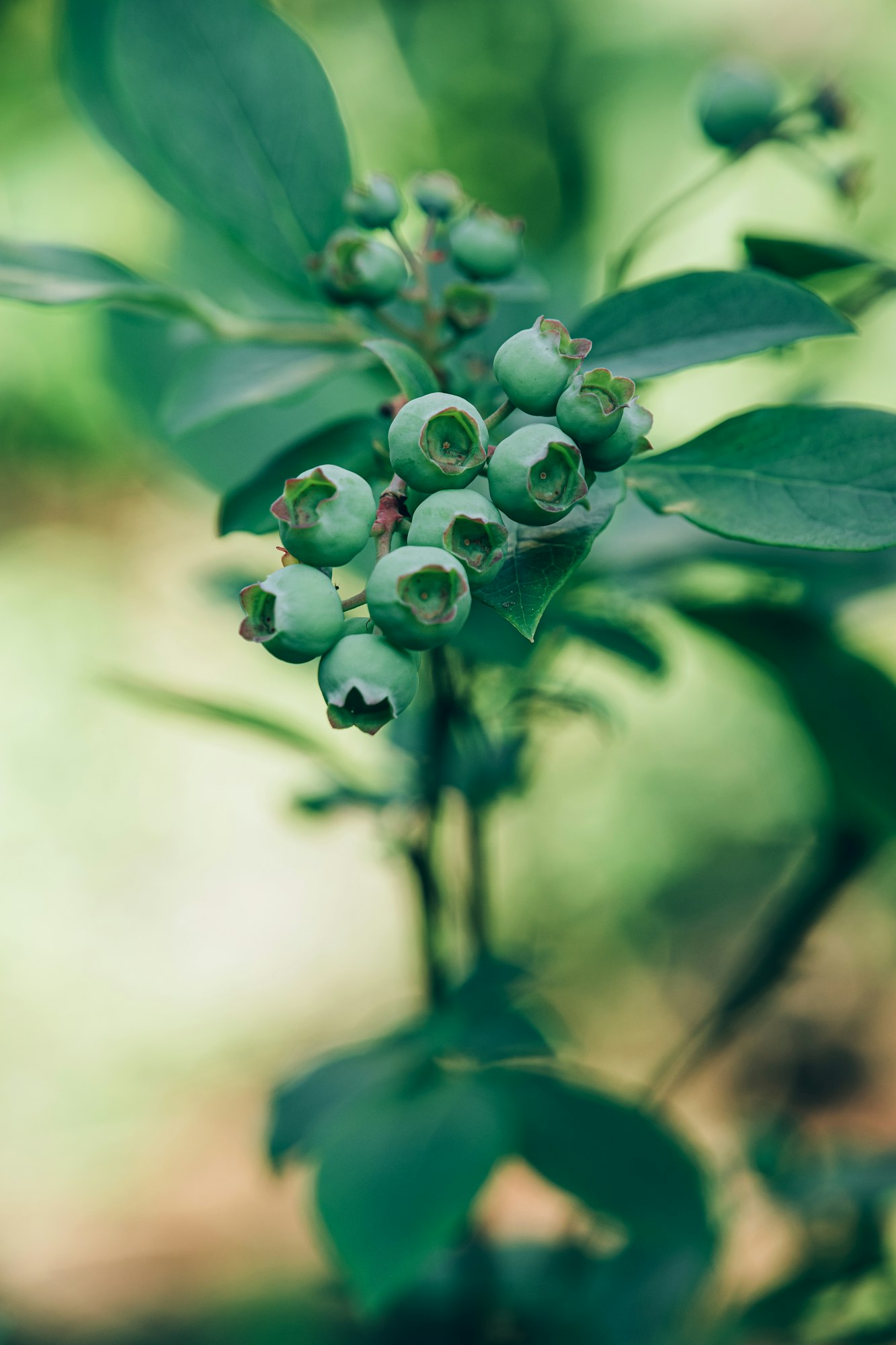 unripe blueberries plant