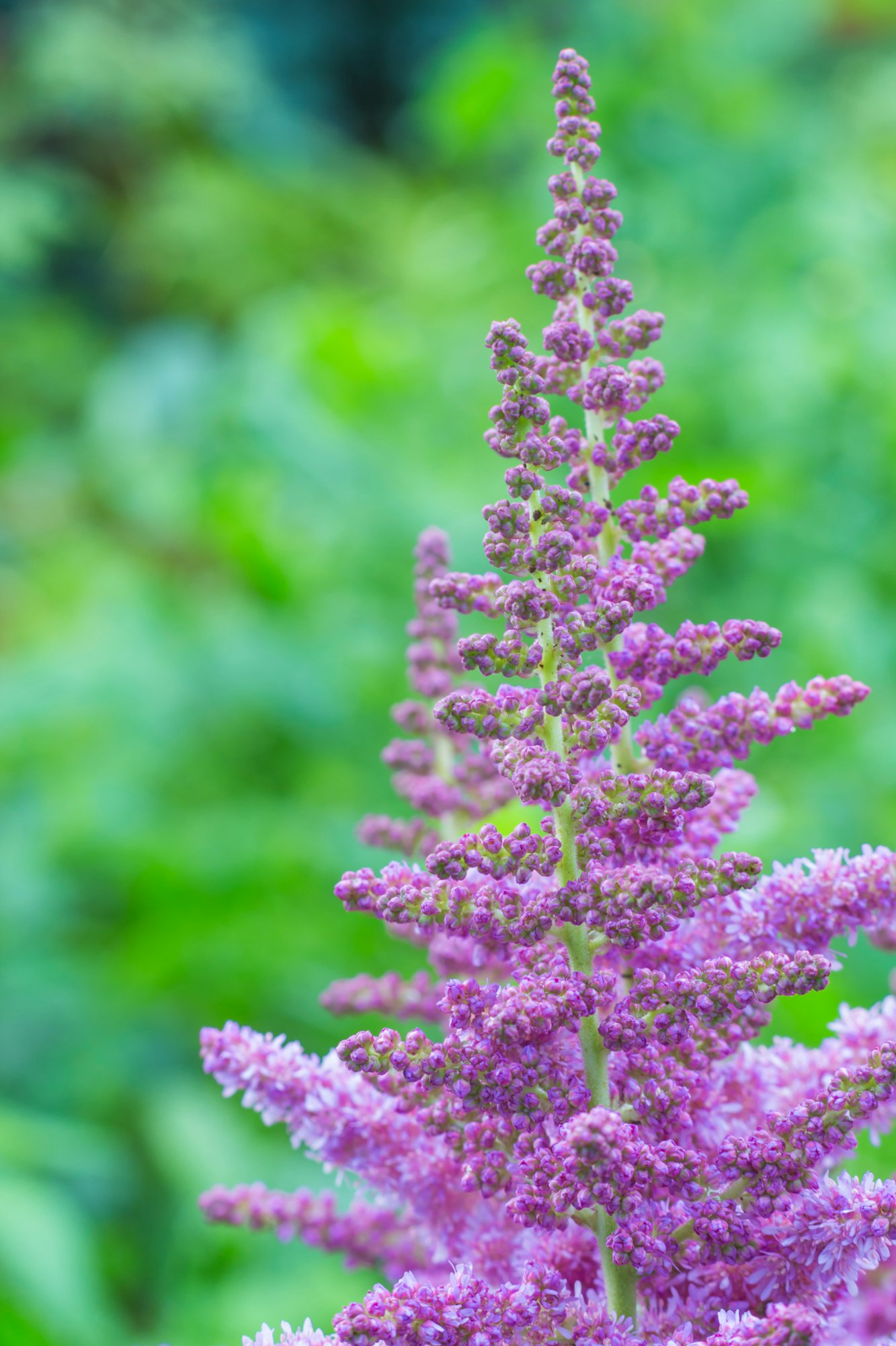 Astilbe blooming in the garden