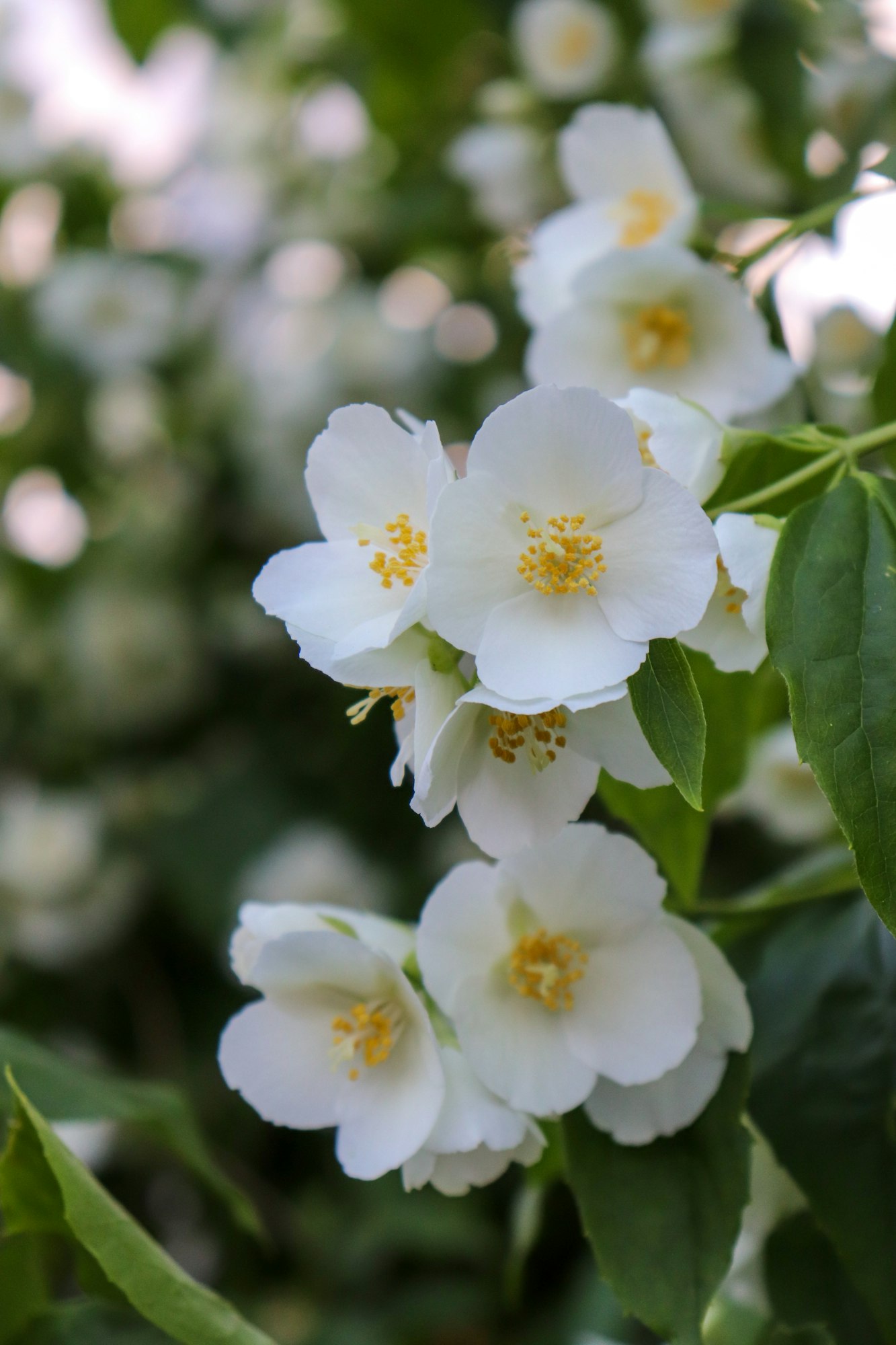 Blooming fragrant jasmine