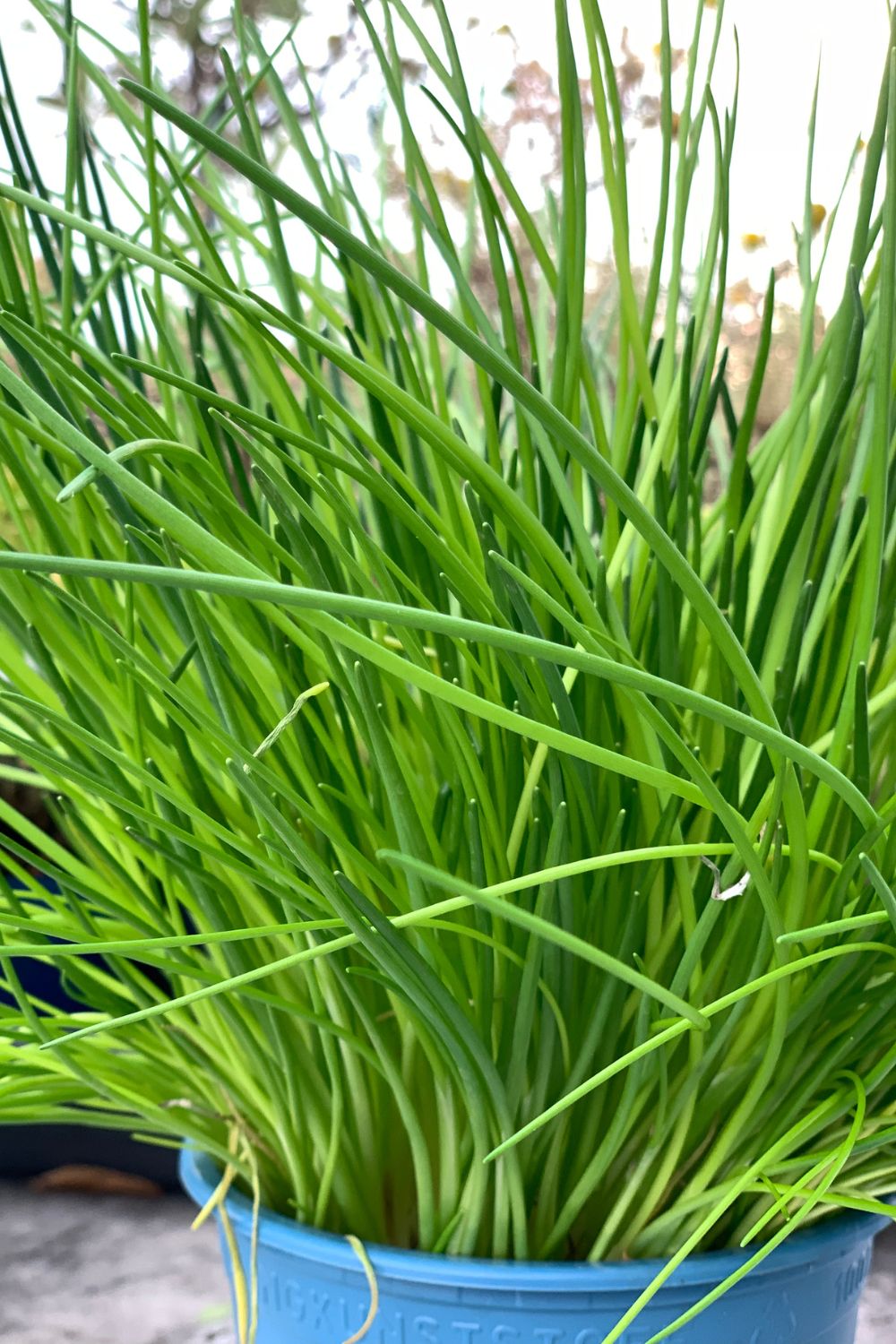 chives herb