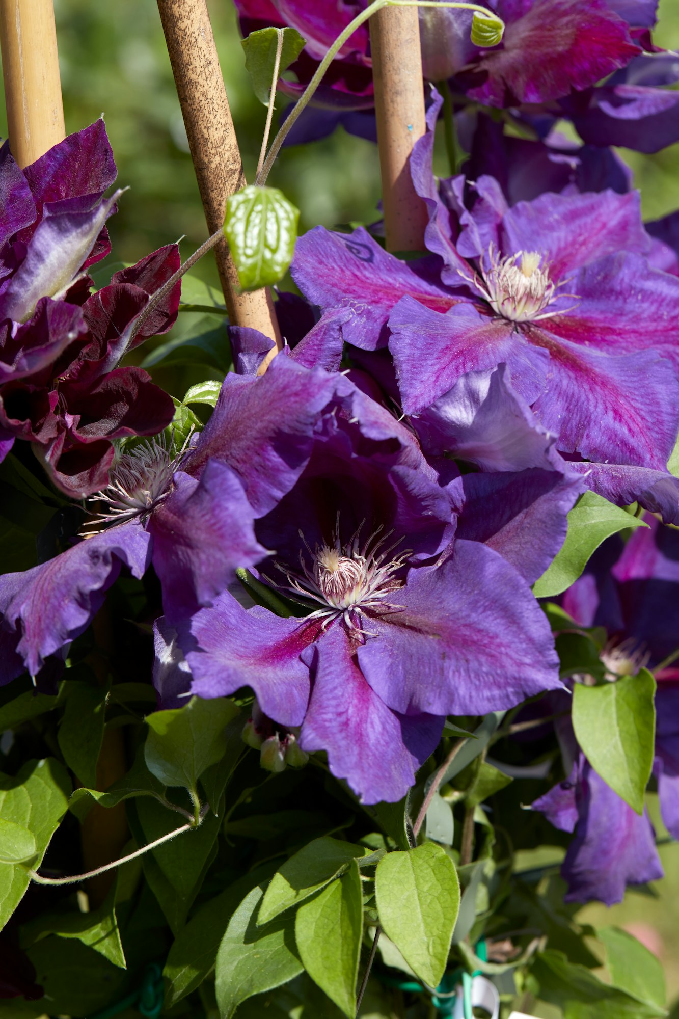 Clematis Julka purple flowers